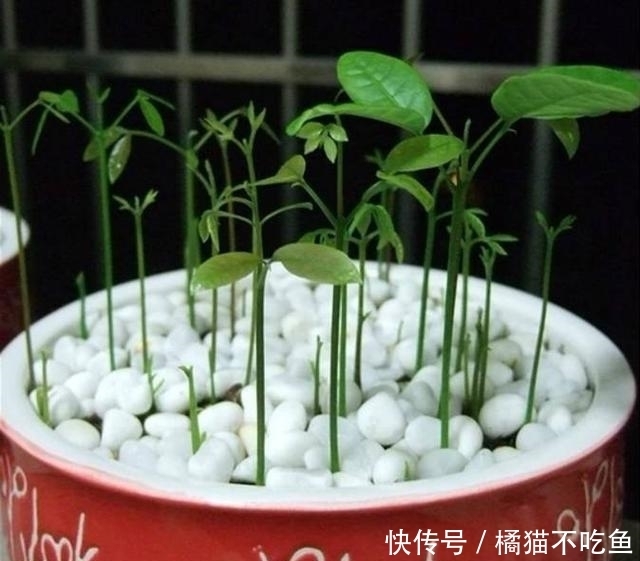 这3种水果那么贵,吃完籽别扔,丢水里泡7天,一个月盆栽大变样