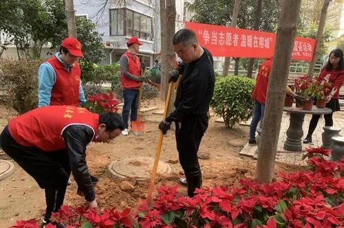 粉花风铃木！你见过吗？福州这个地方就有……