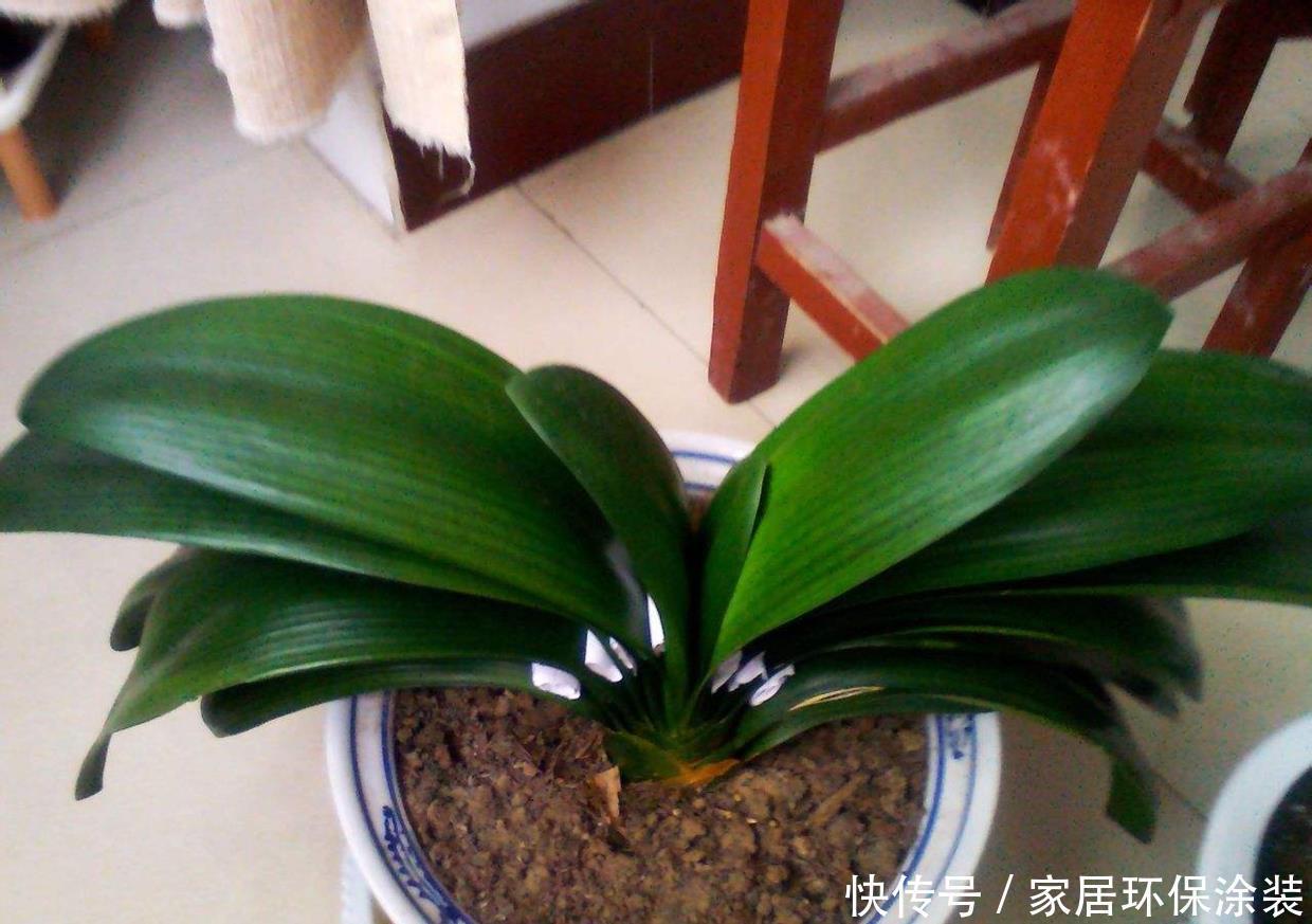 花盆|养君子兰，死记硬背5个要点，啥问题也没有，叶子油绿过年满花箭
