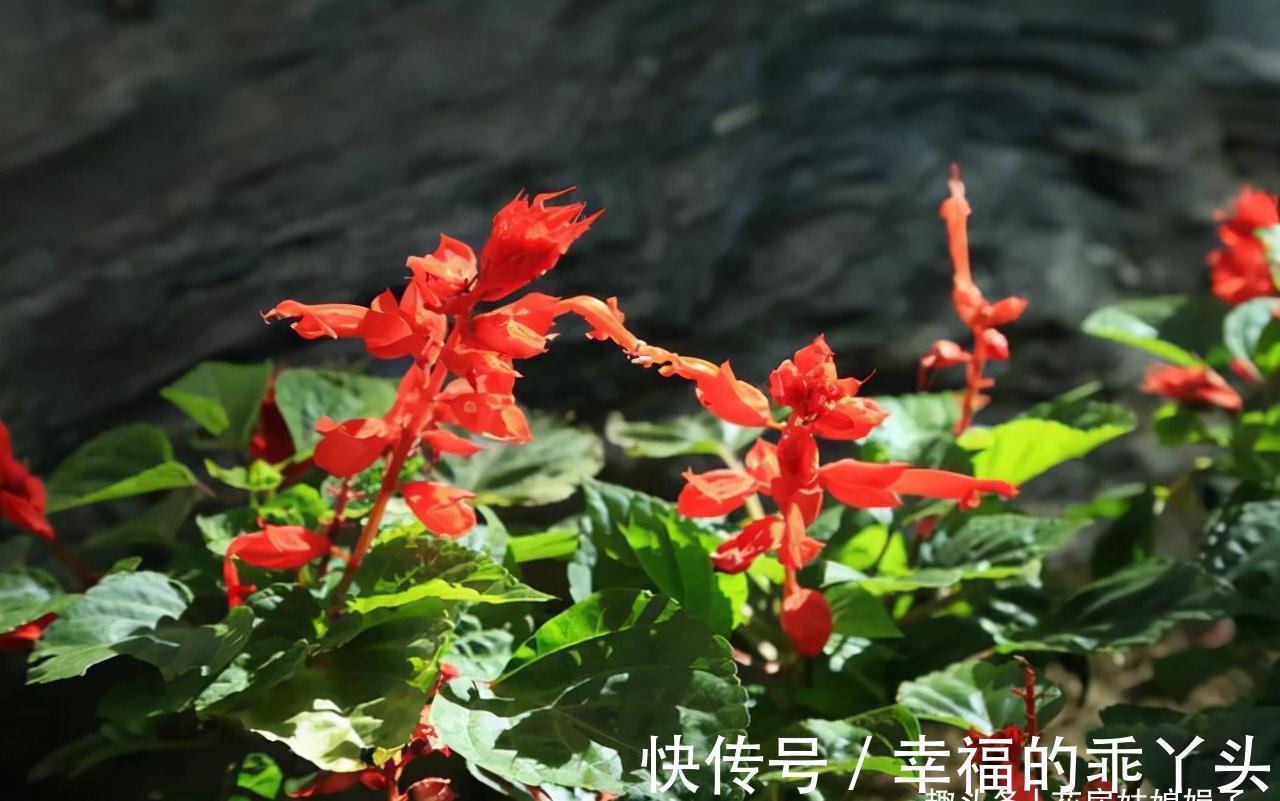 天气变冷,养花出现异状不要慌,原因都在这里,你都做对了吗?