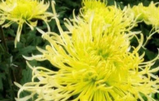 女性|女性到了中年常吃3种食物，营养丰富，排毒清肠，不容错过