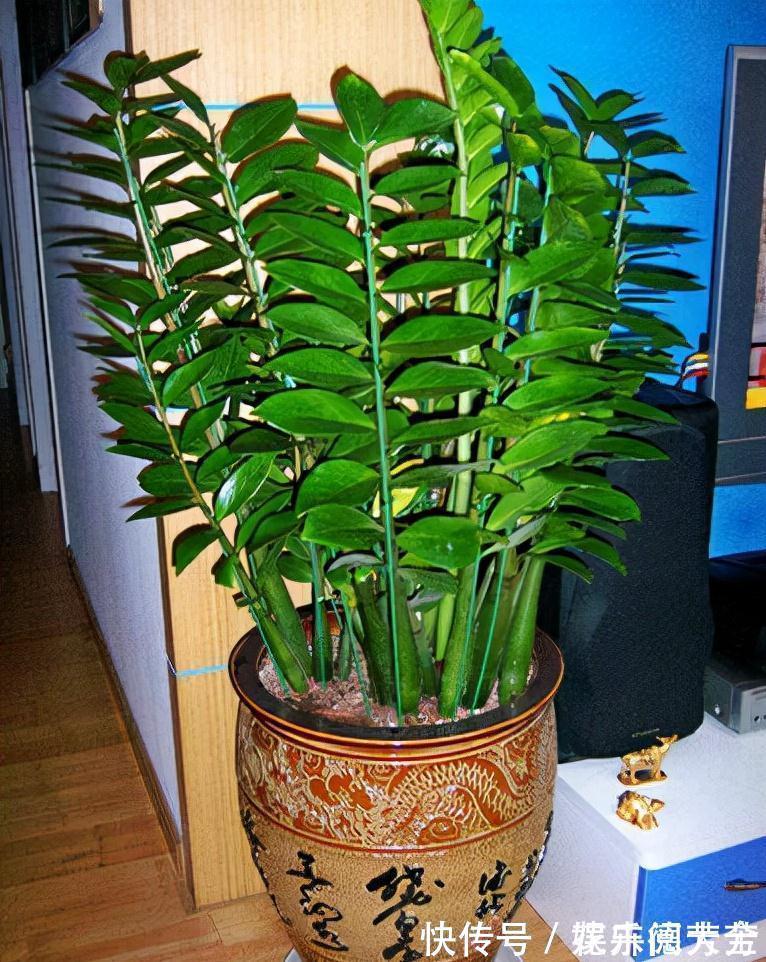 罗汉松|7种“转运花”,家里养一盆,漂亮又吉利,还有好运气