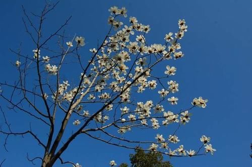 老年|闸北公园白玉兰开了！