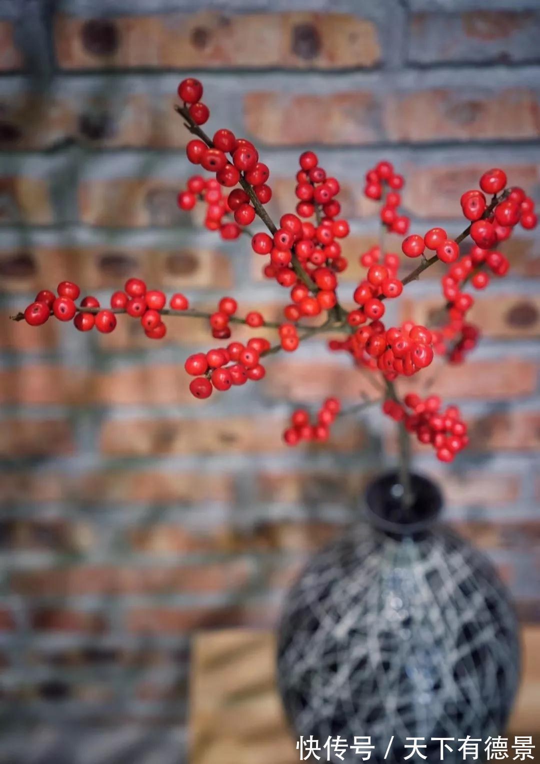 冬青|此种坚强花,专挑寒冬开,红果挂满枝,十分吉祥的年宵花