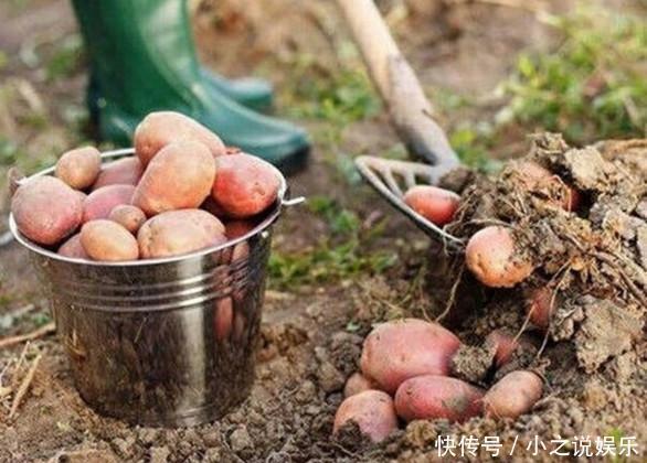 老家地里隐藏的“美味”才是真正的“土黄金”你吃过这种吗
