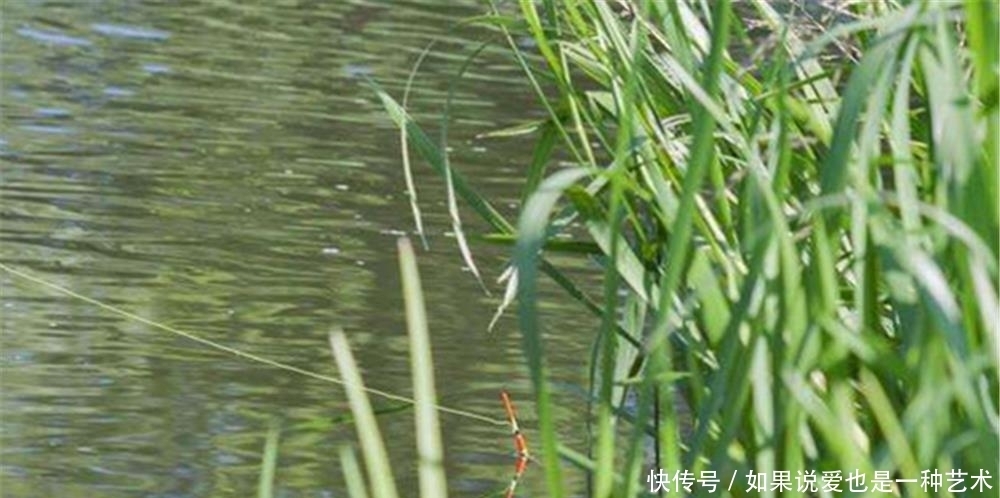 钓法|初夏草鱼不在水底，想要钓获大草鱼，用这两种必杀钓法！