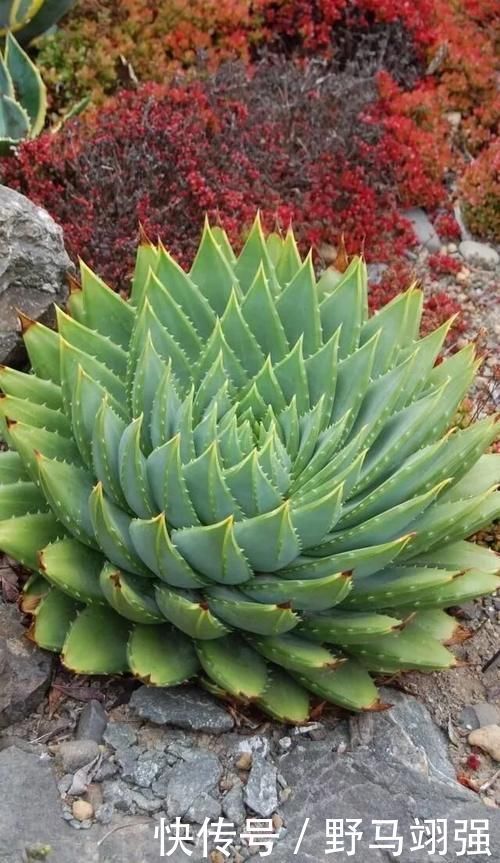 金钱树|太省心的花，1个月浇一次就行，叶子长的还超旺盛！