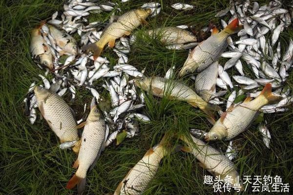 味型|盛夏时节钓鱼,鲜为人知的四个用饵技巧,饵料对了口,上鱼更多