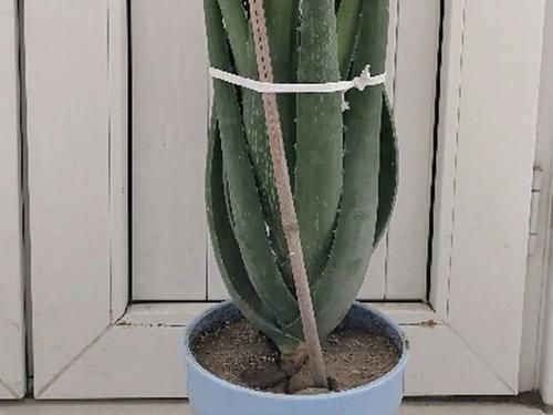 一叶兰|低于5度,6种花一整个冬天不浇水,也能照样活!