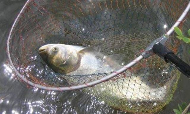 兴趣|不是跟你吹，有了这特效鲢鳙饵，鲤鱼再大都没兴趣钓，不信就试试