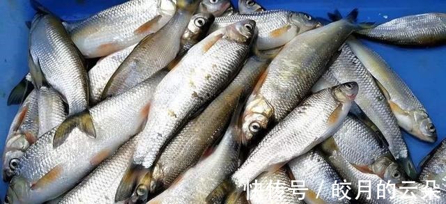 海产鱼|冬天吃鱼,会吃的人专挑这7种鱼,顺应时节营养高,贵点也值得!