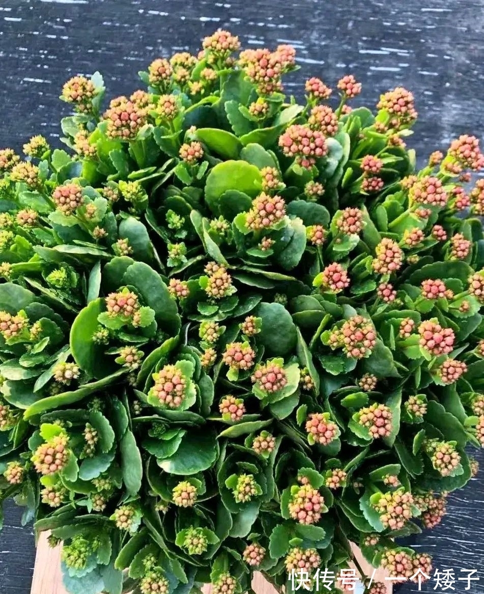 入秋后，长寿花这样养起来，避免它“装菜”不打花苞！