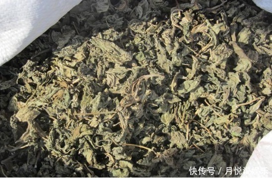 减肥|村民把这种长寿菜当宝贝，孩子吃了身体长的好！女人能减肥！