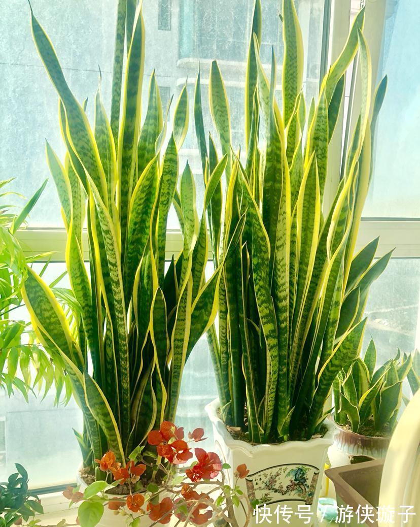 根系|7种大盆栽,冬天正“虚弱”,赶紧断水,多浇一杯水,灌死一大片