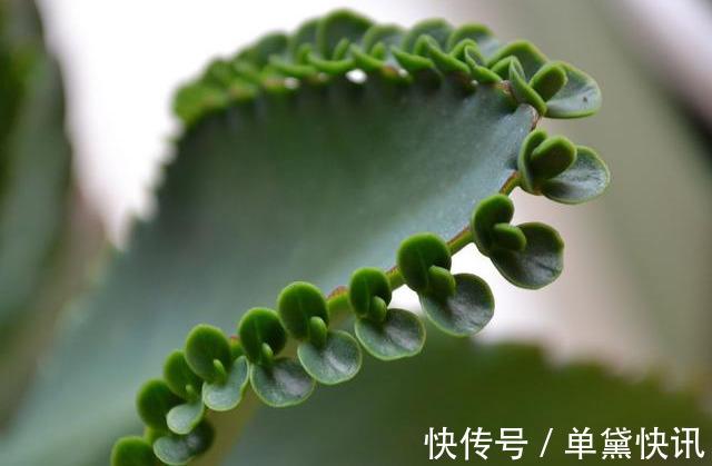 这5种花随便掐个枝就活,新手懒人花友千万别错过!