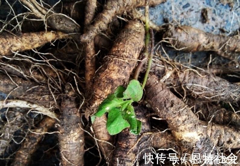 沙参|农民曾把它当“白萝卜”如今价格一斤180元,药用价值非常高