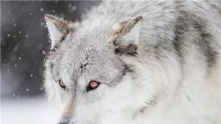 世界上最大的狼 快资讯