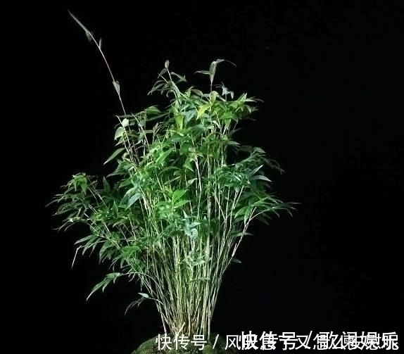 没有院子养不了竹子错,这种竹子养在桌上,比花还好看