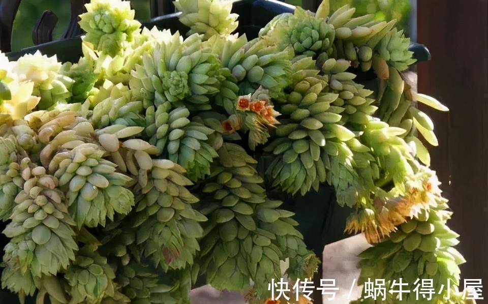 植株|多肉千佛手，号称“绿巨人”，一片叶子长一盆，养成群生肉墩子