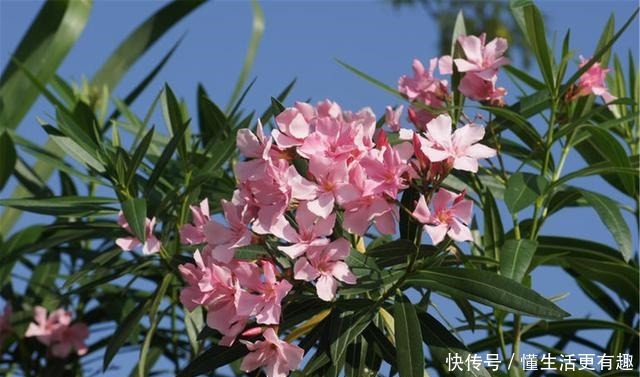 这几种花再漂亮也不能养,看到就要躲得远远的,看看你家中养了没!