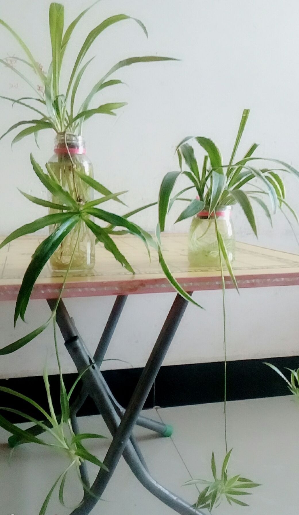 养3种花，不用土只用水，也能长成绿窗帘