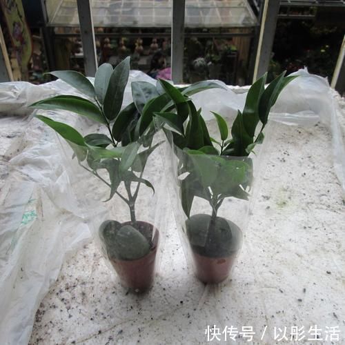 适合过年栽种的4种植株，象征着招财吉祥，好看又好养年味足