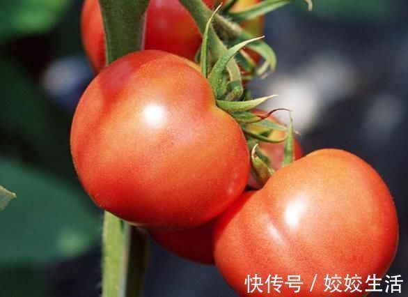 担心催熟西红柿?教你三个妙招辨别,一眼看出催熟西红柿