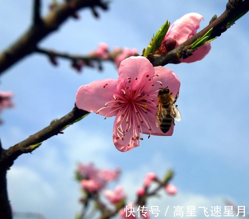 小狮子|天蝎很聪明，但并不是所有的天蝎都很果断，像我就是一个例子