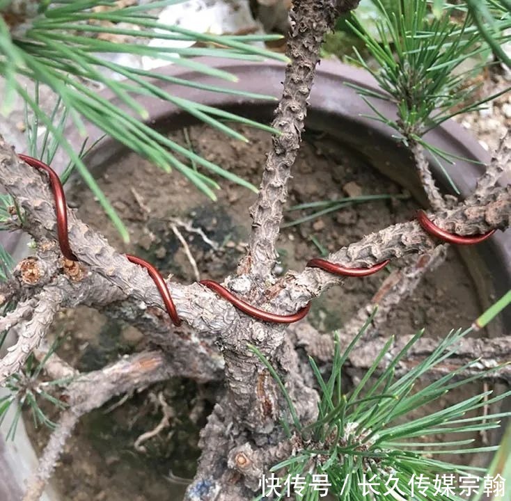  用普通花草树木来“练手”，经蟠扎，立马显现盆景造型的魅力！