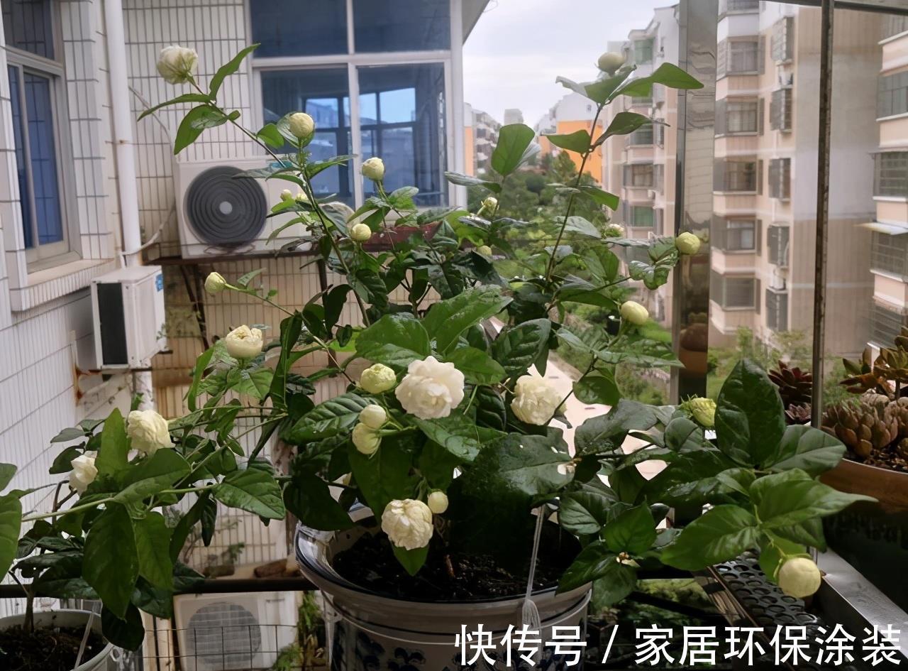 夏天|7种漂亮花,自带“体香”,阳台养一盆,家里就像喷香水