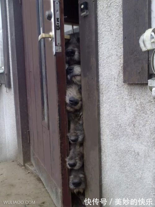 |搞笑图片：借个光，让我也看看