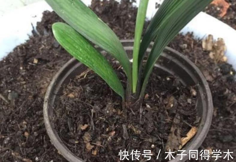 植物|路边随意挖来的松针土,该怎么处理拿来养花?