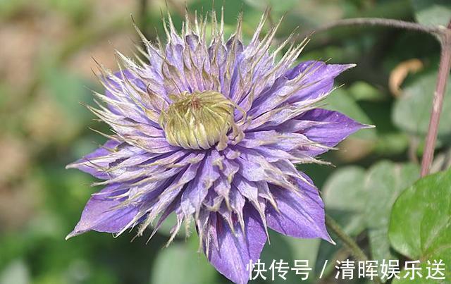 浇水|盆栽铁线莲开花了，花期养护注意几点，开花多花色艳还能延长花期