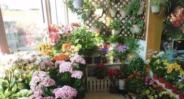 夜来香夜来香|养花要“留心”,这4种花万万别养,个个是“毒花”,白送也别要