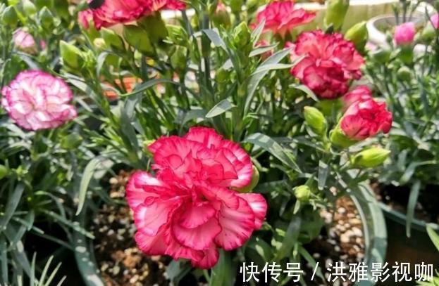 冬季|到了冬季就盆栽这7样花卉，耐寒能力强，开花美丽又喜庆