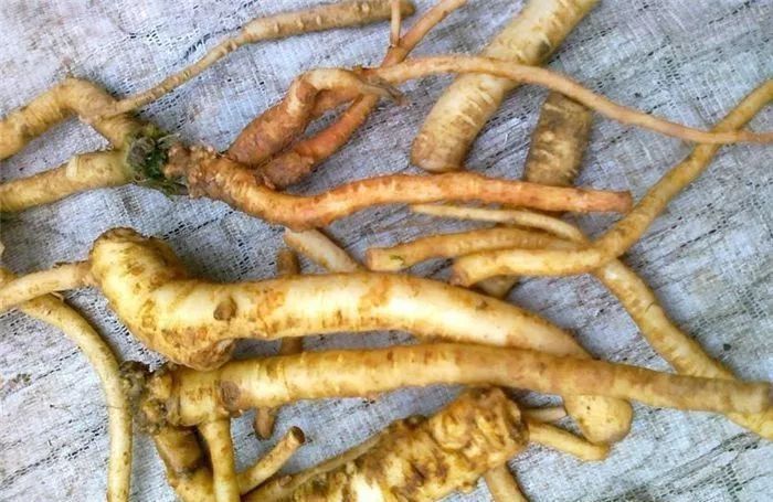 野山参|农村植物“土人参”,如果在您家乡出现,请别当成杂草,太珍贵了