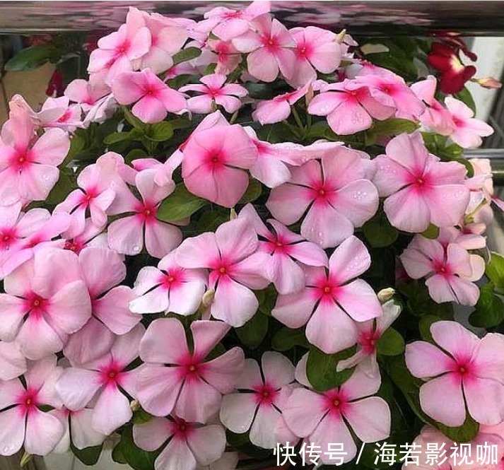 4种“漂亮”的花，便宜又好养，10块钱“两盆”，每天有花赏！