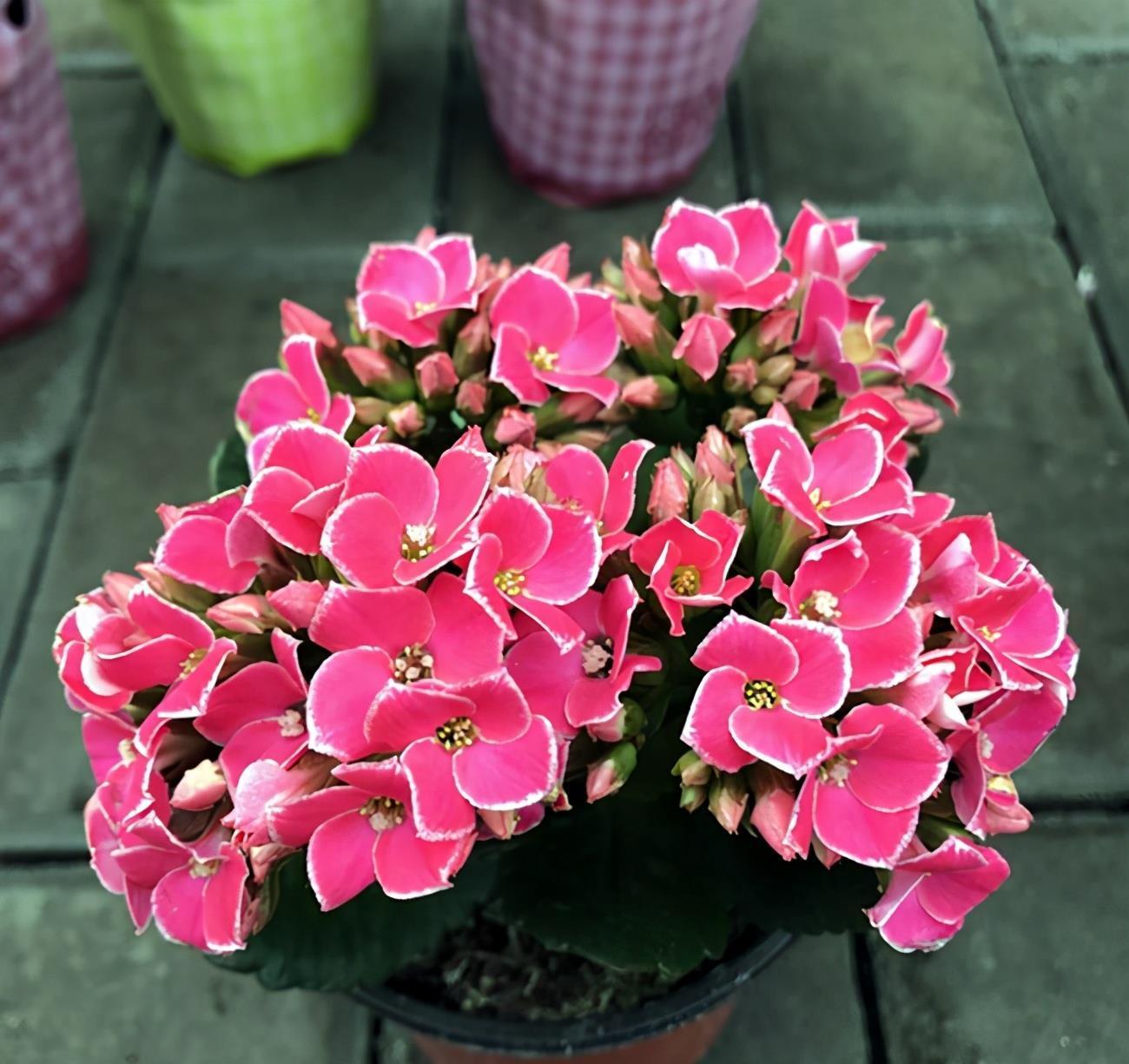 盘点长寿花家族7大常见品种,看看有哪些,你家里有吗?