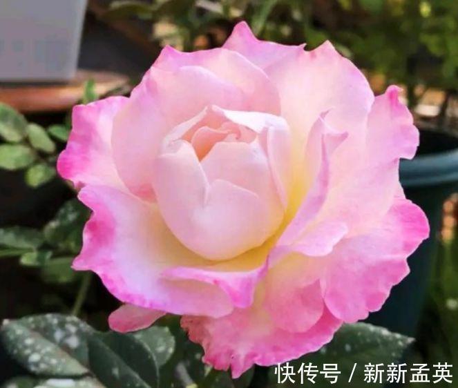漂亮|4种花很爱开花，一养就“花开满盆”，漂亮又好养活！