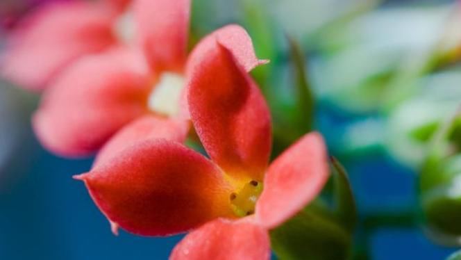  温度|长寿花开花后，做好4控，花期长花色艳，轻松开满一整冬