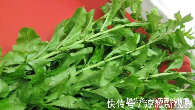 地仙|养肝明目,很多人都知道枸杞、蒲公英,却忽略了“它”