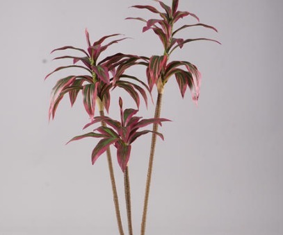 巴西木|红色的铁树是一种非常好的中药材,连花瓣和地下茎都是,你需要的