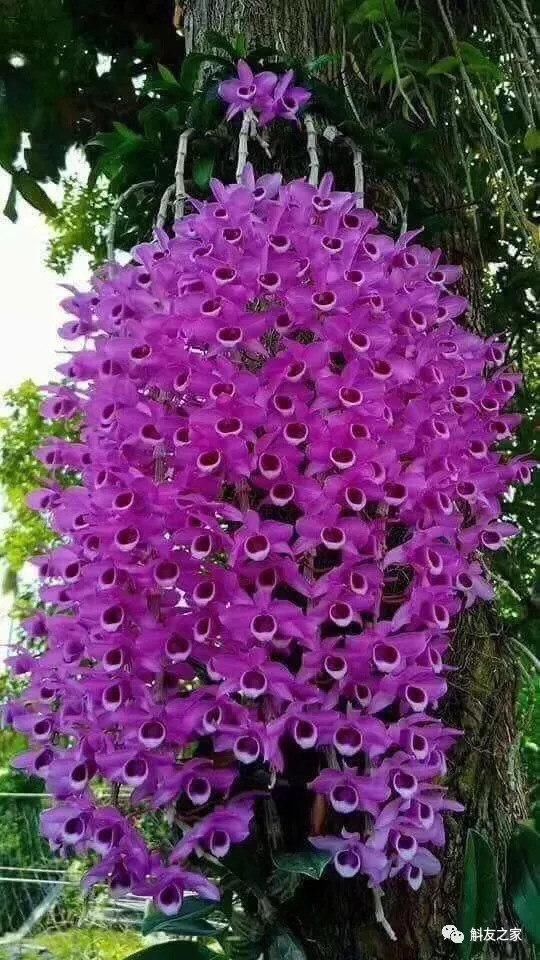 最适合家人养的四种花,健康长寿又养心!