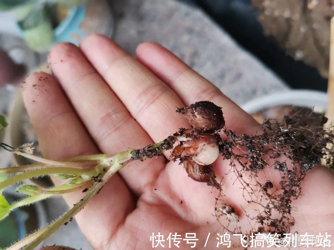 太阳花|养到烦人的花,盆都不够用,扔掉还很心疼