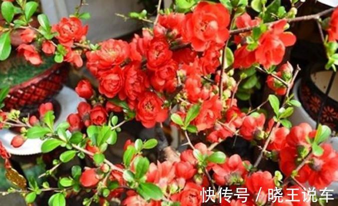 家庭盆景“极品”海棠树,这么一打理,高档大气,开花量大色艳