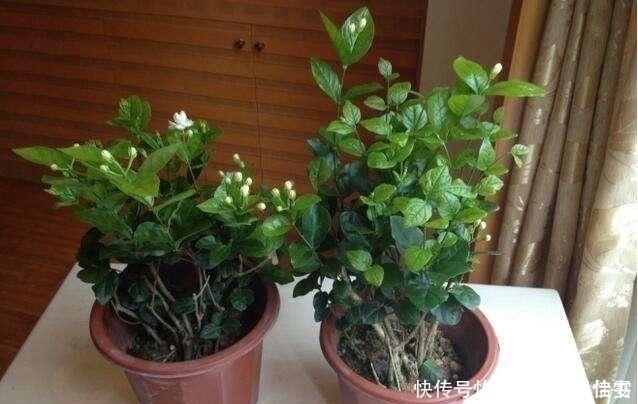 茉莉|养茉莉这几招技巧不能少,安全过夏,枝头满是花苞