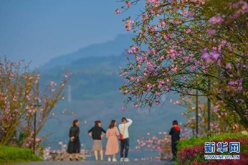 美好“樱”你而至！山城三月樱花烂漫