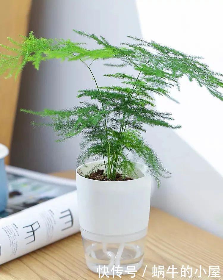 家里养文竹,春天注意这5个小细节,叶绿根壮长势好,满室书香气