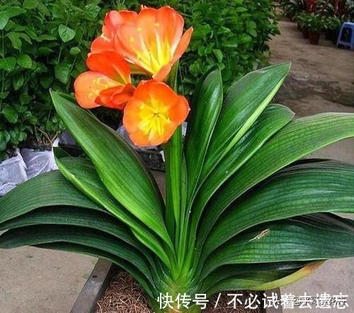 8月养君子兰，浇水是“关键”，教你学“2招”，根壮叶绿、开花艳