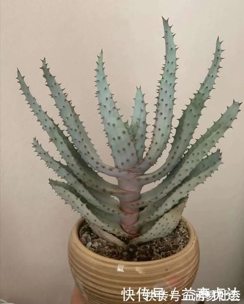 花根|这6种花,浇水越多死的越快,千万管住手,少浇水长得旺